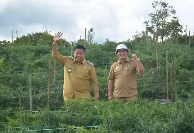 Bupati Dairi Tinjau Lahan Cabai di Kawasan Pertanian Terpadu