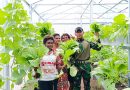 Satgas Yonif 122/TS ajarkan warga perbatasan Papua Metode Panen dan budidaya sayuran melalui program Green House