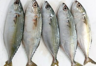 Alamaaak…!!! Pulo Brayan Medan Diduga Krisis Pasokan Bahan Baku Ikan Kembung