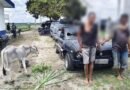 Kapolsek Dolok Batu Nanggar Amankan Dua Pencuri Anak Lembu Di Simalungun Usai Kabur Pakai Sedan Dan Tabrak Pemotor