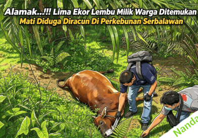 Alamak…!!! Lima Ekor Lembu Milik Warga Ditemukan Mati Diduga Diracun Di Perkebunan Serbalawan
